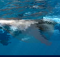 Swim with Humpback Whales - Ningaloo Reef - 3 Islands Whale Shark Dive - Getaway Accommodation