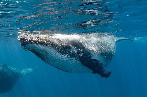 Swim With Humpback Whales - Ningaloo Reef - 3 Islands Whale Shark Dive - Getaway Accommodation 0