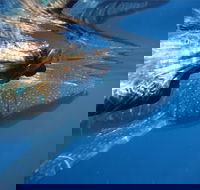 Ningaloo Whale Shark Swim on a Powerboat - Getaway Accommodation