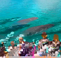 Humpback Whale Sunset Cruise - Getaway Accommodation