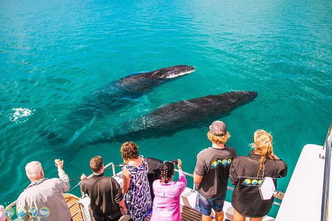 Humpback Whale Sunset Cruise - Getaway Accommodation 0