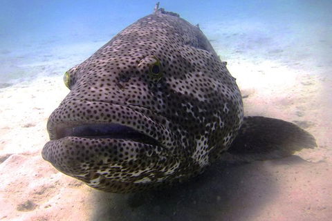Muiron Island Dive & Snorkel Tour - Getaway Accommodation 1