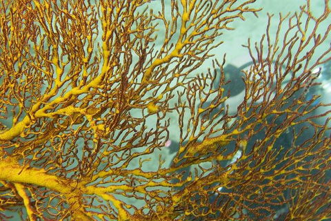 Muiron Island Dive & Snorkel Tour - Getaway Accommodation 6