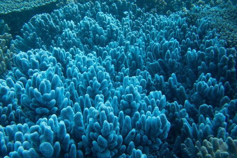 Muiron Island Dive & Snorkel Tour - Getaway Accommodation 3