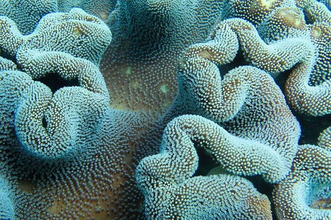 Muiron Island Dive & Snorkel Tour - Getaway Accommodation 5