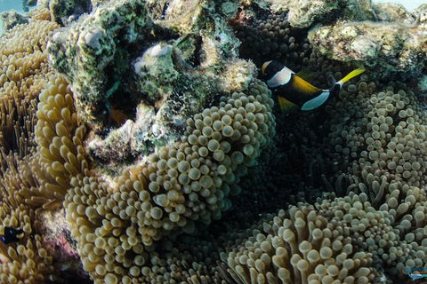 Muiron Island Dive & Snorkel Tour - Getaway Accommodation 2