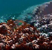 Ningaloo Reef or Muiron Islands Snorkeling and Wildlife Adventure - Getaway Accommodation
