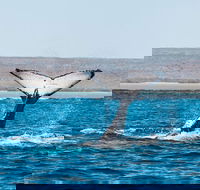 Ningaloo Reef Eco Tours - Getaway Accommodation