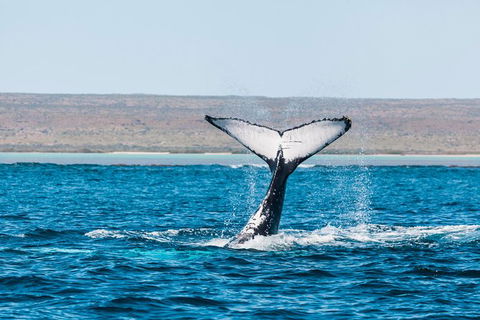 Ningaloo Reef Eco Tours - Getaway Accommodation 0