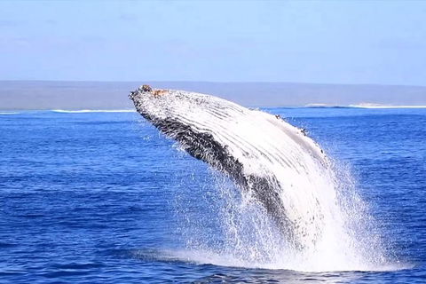 Ningaloo Reef Eco Tours - Getaway Accommodation 1