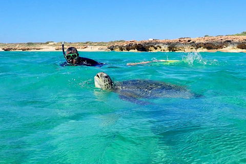 Turtle Tour - Ningaloo Reef Half Day Sea Kayak And Snorkel Tour - Getaway Accommodation 2