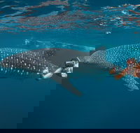 Ningaloo Reef Whale Shark Snorkeling Adventure Apr-July - Getaway Accommodation