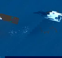 Humpback Whale Swim Ningaloo Reef - Getaway Accommodation