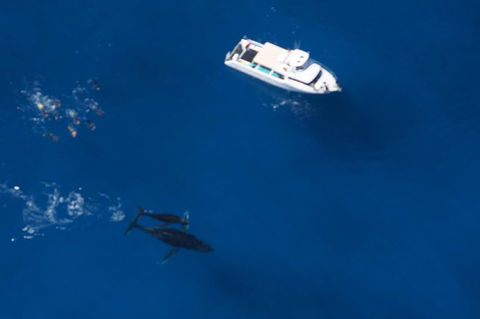 Humpback Whale Swim Ningaloo Reef - Getaway Accommodation 1
