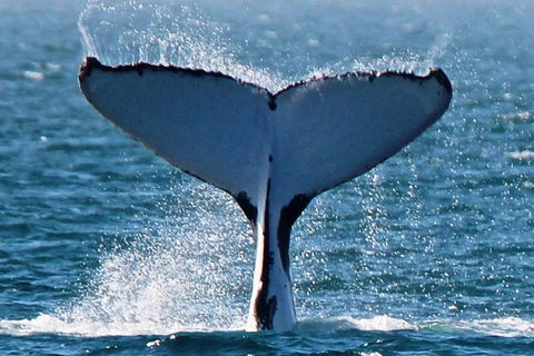 Humpback Whale Swim Ningaloo Reef - Getaway Accommodation 2