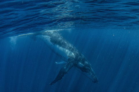 Humpback Whale Swim Ningaloo Reef - Getaway Accommodation 7