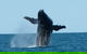 Humpback Whale Swim Ningaloo Reef - thumb 4