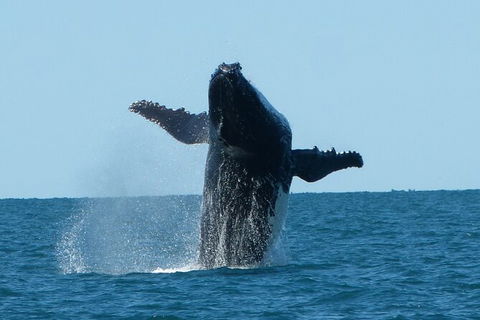 Humpback Whale Swim Ningaloo Reef - Getaway Accommodation 4
