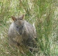 Leven Canyon Day Trip Including Wings Wildlife Park or Gunns Plains Caves from Devonport Ulverstone or Burnie - Getaway Accommodation