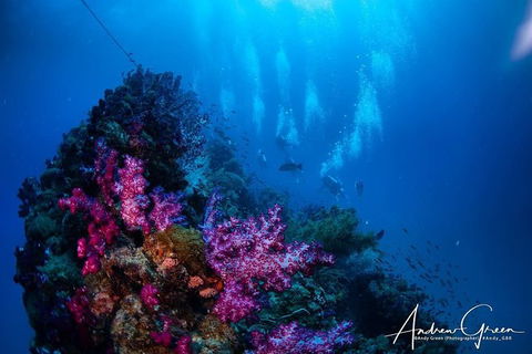 Scuba Dive The S.S. Yongala Wreck On The Great Barrier Reef. - Getaway Accommodation 2