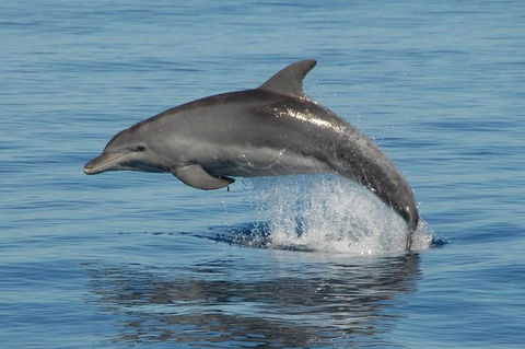 Fraser Island & Dolphin Sailing Adventure - Getaway Accommodation 1