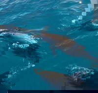 Fraser Island  Dolphin Sailing Adventure - Getaway Accommodation