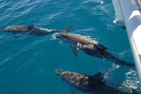 Fraser Island & Dolphin Sailing Adventure - Getaway Accommodation 2