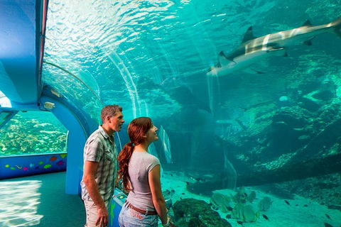 Reef HQ Great Barrier Reef Aquarium General Entry Ticket - Getaway Accommodation 1