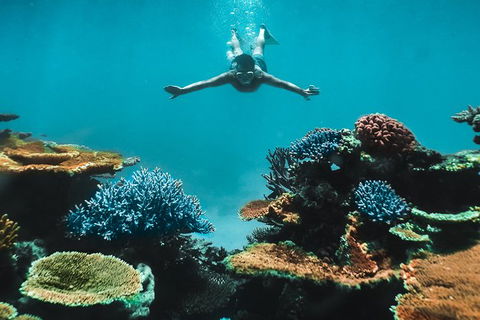 Great Barrier Reef Cruise From Townsville Or Magnetic Island - Getaway Accommodation 11