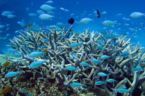 Great Barrier Reef Cruise From Townsville Or Magnetic Island - Getaway Accommodation 14