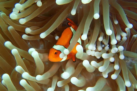 Great Barrier Reef Cruise From Townsville Or Magnetic Island - Getaway Accommodation 9