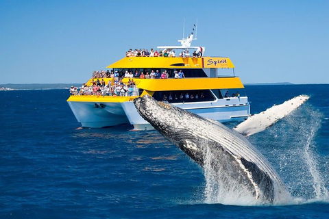 Spirit Of Hervey Bay Whale Watching Cruise - Getaway Accommodation 0