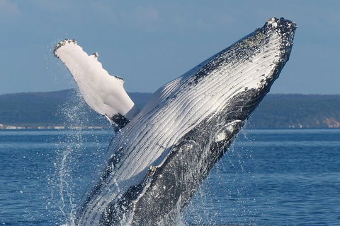 Spirit Of Hervey Bay Whale Watching Cruise - Getaway Accommodation 1