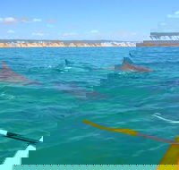 Half-Day Kayak with Dolphins and 4WD Beach Drive from Rainbow Beach - Getaway Accommodation