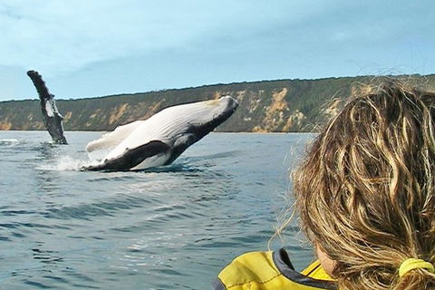 Half-Day Kayak With Dolphins And 4WD Beach Drive From Rainbow Beach - Getaway Accommodation 7