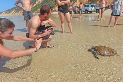 Half-Day Kayak With Dolphins And 4WD Beach Drive From Rainbow Beach - Getaway Accommodation 11