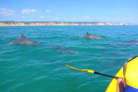 Half-Day Kayak With Dolphins And 4WD Beach Drive From Rainbow Beach - Getaway Accommodation 2
