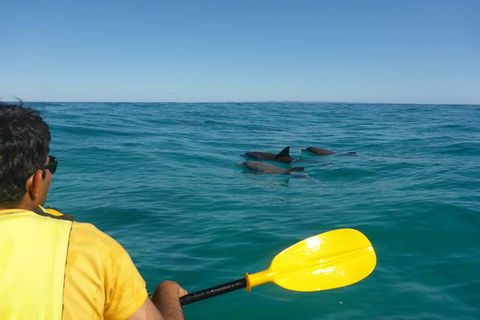 Half-Day Kayak With Dolphins And 4WD Beach Drive From Rainbow Beach - Getaway Accommodation 6
