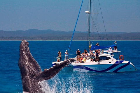 Blue Dolphin Exclusive Whale Watch Encounters - Getaway Accommodation 0