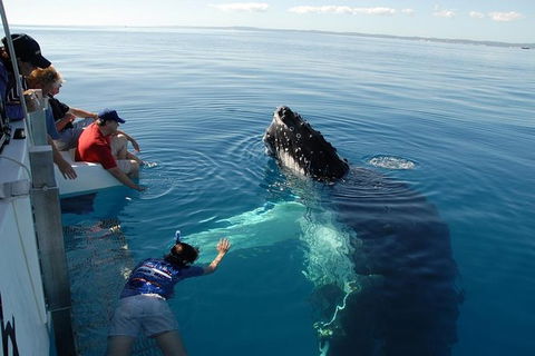 Blue Dolphin Exclusive Whale Watch Encounters - Getaway Accommodation 1