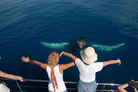 Blue Dolphin Exclusive Whale Watch Encounters - Getaway Accommodation 3