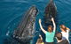 Blue Dolphin Exclusive Whale Watch Encounters - thumb 8