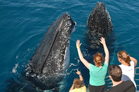 Blue Dolphin Exclusive Whale Watch Encounters - Getaway Accommodation 8