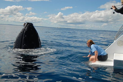 Blue Dolphin Exclusive Whale Watch Encounters - Getaway Accommodation 7