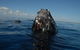 Blue Dolphin Exclusive Whale Watch Encounters - thumb 9