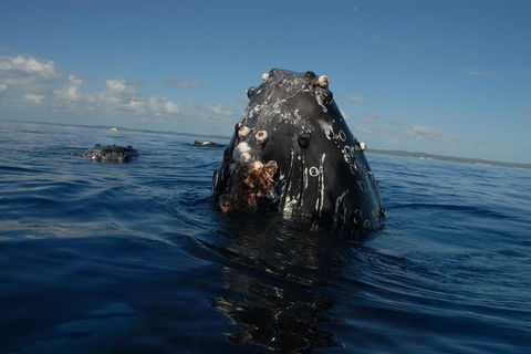 Blue Dolphin Exclusive Whale Watch Encounters - Getaway Accommodation 9