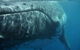 Blue Dolphin Exclusive Whale Watch Encounters - thumb 6