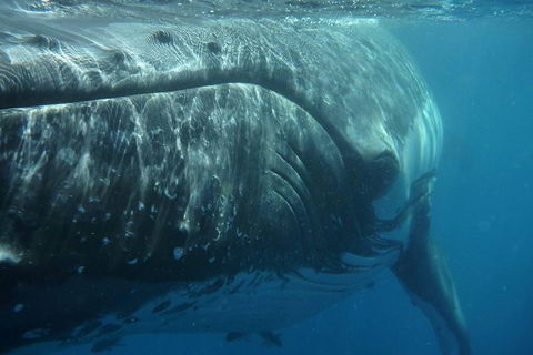 Blue Dolphin Exclusive Whale Watch Encounters - Getaway Accommodation 6