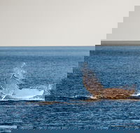 Whale Watching Ocean Tour