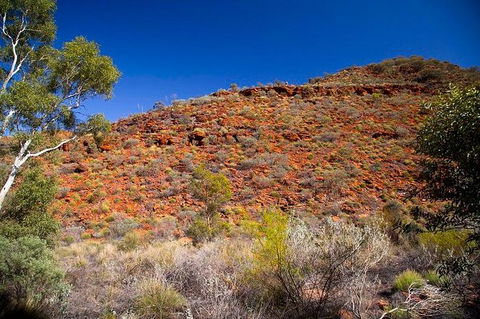 Palm Valley 4WD Tour From Alice Springs - Getaway Accommodation 7